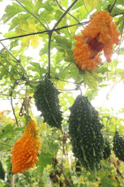 Hasat için çiftlikteki ağaçtaki acı kavun nakit mahsulüdür. Antibakteriyel, antiviral. Kanser, ülser, sıtma, ağrı, iltihap, sedef, disslipidemi ve hipertansiyonu tedavi edin.