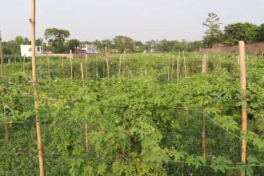 Hasat için çiftlikteki ağaçtaki acı kavun nakit mahsulüdür. Antibakteriyel, antiviral. Kanser, ülser, sıtma, ağrı, iltihap, sedef, disslipidemi ve hipertansiyonu tedavi edin.