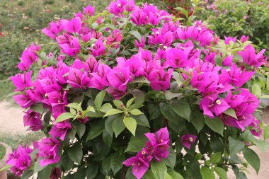 Çiftlikteki Bougainvillea çiçek fabrikası nakit mahsulü. Öksürük ve solunum sorunlarını tedavi edebilir. Botanik böcek ilacı var.