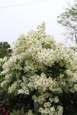 Çiftlikteki Bougainvillea çiçek fabrikası nakit mahsulü. Öksürük ve solunum sorunlarını tedavi edebilir. Botanik böcek ilacı var.