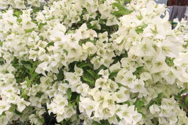 Çiftlikteki Bougainvillea çiçek fabrikası nakit mahsulü. Öksürük ve solunum sorunlarını tedavi edebilir. Botanik böcek ilacı var.