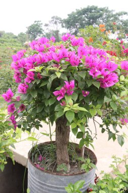 Çiftlikteki Bougainvillea çiçek fabrikası nakit mahsulü. Öksürük ve solunum sorunlarını tedavi edebilir. Botanik böcek ilacı var.