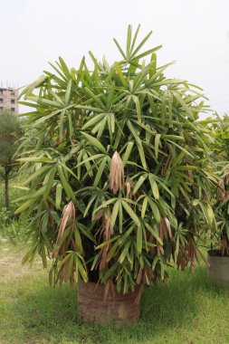 Çiftlikteki Guangxi Lady Palm nakit mahsulüdür.