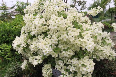 Çiftlikteki Bougainvillea çiçek fabrikası nakit mahsulü. Öksürük ve solunum sorunlarını tedavi edebilir. Botanik böcek ilacı var.