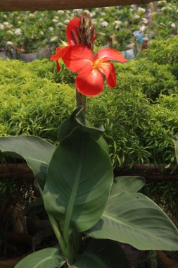 Bebek odasındaki nilüfer çiçekleri hasat için nakit mahsuldür.