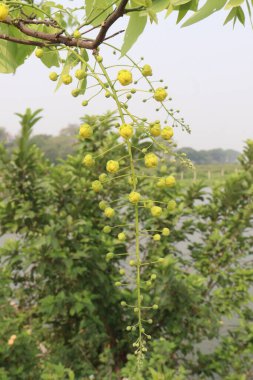 Bahçedeki ağaçta süslenmek ve güzel manzara için Cassia fistülü olarak da bilinir.