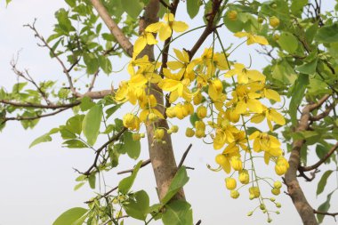 Bahçedeki ağaçta süslenmek ve güzel manzara için Cassia fistülü olarak da bilinir.