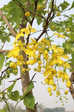 Bahçedeki ağaçta süslenmek ve güzel manzara için Cassia fistülü olarak da bilinir.