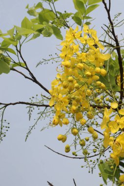 Bahçedeki ağaçta süslenmek ve güzel manzara için Cassia fistülü olarak da bilinir.
