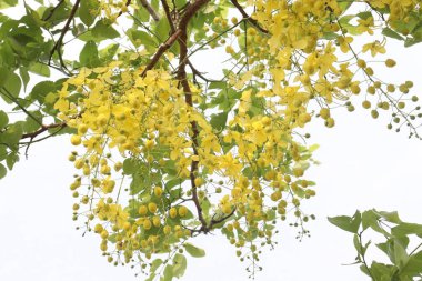 Bahçedeki ağaçta süslenmek ve güzel manzara için Cassia fistülü olarak da bilinir.