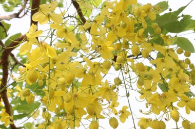 Bahçedeki ağaçta süslenmek ve güzel manzara için Cassia fistülü olarak da bilinir.