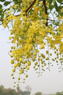 Bahçedeki ağaçta süslenmek ve güzel manzara için Cassia fistülü olarak da bilinir.