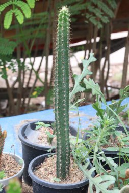 Cereus aethiops kaktüsü ve fidanlıkta satılan çiçek bitkisi nakit mahsuldür. Anjini, kalp yetmezliğini, mesane enfeksiyonlarını, idrar yolu sorunlarını, kanamayı, nefes darlığını tedavi edebilir.