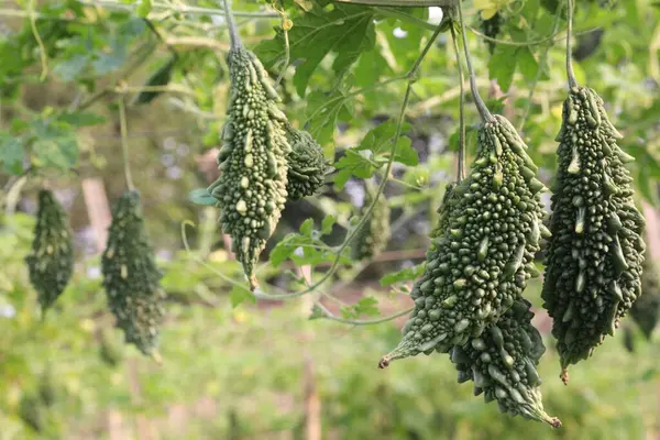 Hasat için çiftlikteki ağaçtaki acı kavun nakit mahsulüdür. Antibakteriyel, antiviral. Kanser, ülser, sıtma, ağrı, iltihap, sedef, disslipidemi ve hipertansiyonu tedavi edin.