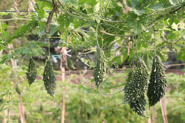 Hasat için çiftlikteki ağaçtaki acı kavun nakit mahsulüdür. Antibakteriyel, antiviral. Kanser, ülser, sıtma, ağrı, iltihap, sedef, disslipidemi ve hipertansiyonu tedavi edin.