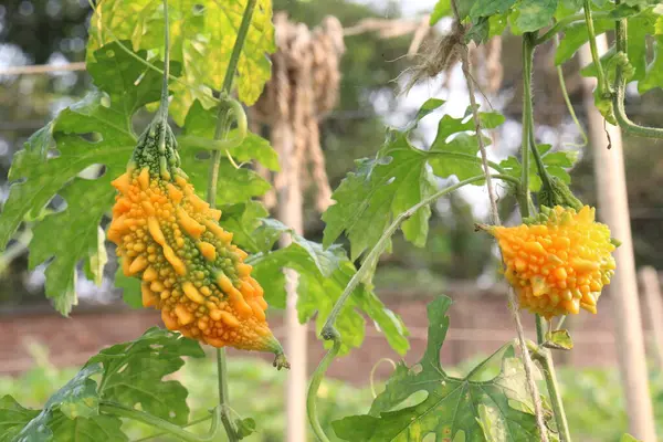 Hasat için çiftlikteki ağaçtaki acı kavun nakit mahsulüdür. Antibakteriyel, antiviral. Kanser, ülser, sıtma, ağrı, iltihap, sedef, disslipidemi ve hipertansiyonu tedavi edin.