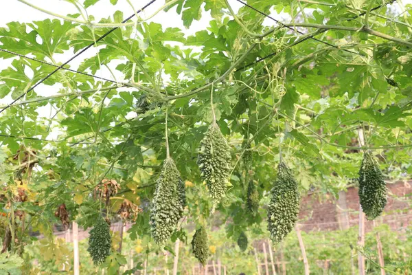 Hasat için çiftlikteki ağaçtaki acı kavun nakit mahsulüdür. Antibakteriyel, antiviral. Kanser, ülser, sıtma, ağrı, iltihap, sedef, disslipidemi ve hipertansiyonu tedavi edin.