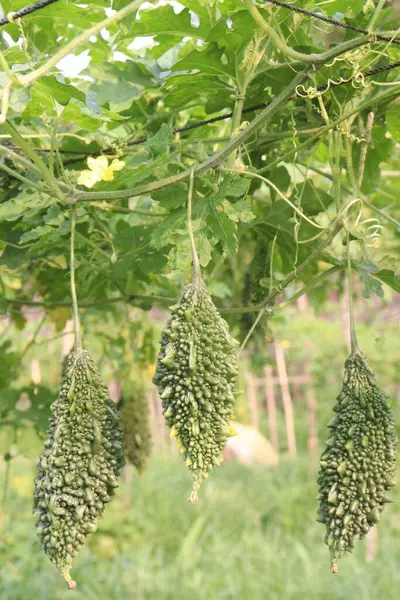 Hasat için çiftlikteki ağaçtaki acı kavun nakit mahsulüdür. Antibakteriyel, antiviral. Kanser, ülser, sıtma, ağrı, iltihap, sedef, disslipidemi ve hipertansiyonu tedavi edin.