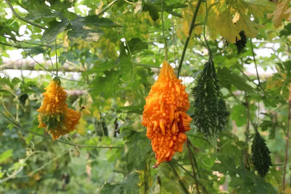 Hasat için çiftlikteki ağaçtaki acı kavun nakit mahsulüdür. Antibakteriyel, antiviral. Kanser, ülser, sıtma, ağrı, iltihap, sedef, disslipidemi ve hipertansiyonu tedavi edin.