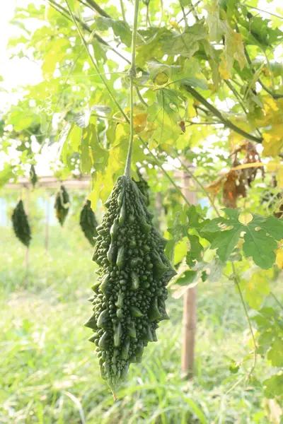 Hasat için çiftlikteki ağaçtaki acı kavun nakit mahsulüdür. Antibakteriyel, antiviral. Kanser, ülser, sıtma, ağrı, iltihap, sedef, disslipidemi ve hipertansiyonu tedavi edin.
