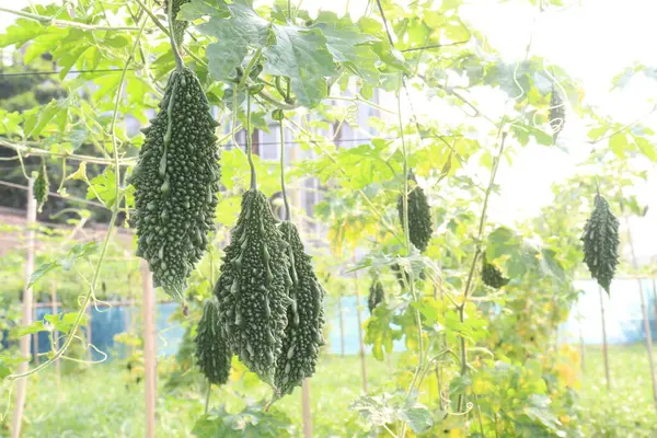 Hasat için çiftlikteki ağaçtaki acı kavun nakit mahsulüdür. Antibakteriyel, antiviral. Kanser, ülser, sıtma, ağrı, iltihap, sedef, disslipidemi ve hipertansiyonu tedavi edin.