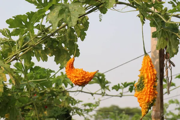 Hasat için çiftlikteki ağaçtaki acı kavun nakit mahsulüdür. Antibakteriyel, antiviral. Kanser, ülser, sıtma, ağrı, iltihap, sedef, disslipidemi ve hipertansiyonu tedavi edin.