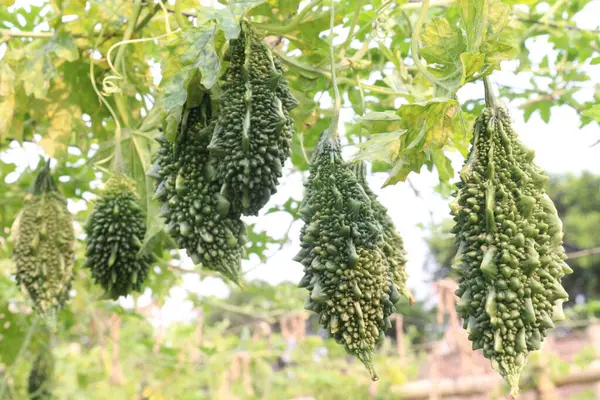 Hasat için çiftlikteki ağaçtaki acı kavun nakit mahsulüdür. Antibakteriyel, antiviral. Kanser, ülser, sıtma, ağrı, iltihap, sedef, disslipidemi ve hipertansiyonu tedavi edin.