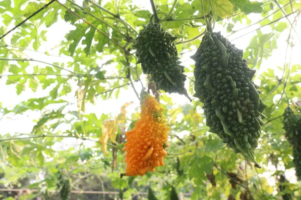 Hasat için çiftlikteki ağaçtaki acı kavun nakit mahsulüdür. Antibakteriyel, antiviral. Kanser, ülser, sıtma, ağrı, iltihap, sedef, disslipidemi ve hipertansiyonu tedavi edin.