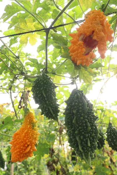 Hasat için çiftlikteki ağaçtaki acı kavun nakit mahsulüdür. Antibakteriyel, antiviral. Kanser, ülser, sıtma, ağrı, iltihap, sedef, disslipidemi ve hipertansiyonu tedavi edin.