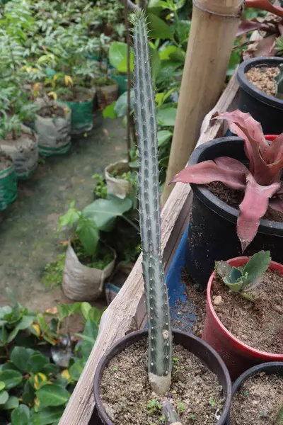 Cereus aethiops kaktüsü ve fidanlıkta satılan çiçek bitkisi nakit mahsuldür. Anjini, kalp yetmezliğini, mesane enfeksiyonlarını, idrar yolu sorunlarını, kanamayı, nefes darlığını tedavi edebilir.