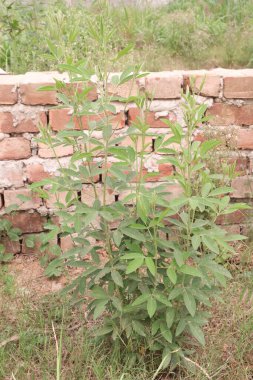 Pigeon peas plant on farm for harvest are cash crops.have dietary fibre which is essential for maintaining digestive health.reduces constipation, cramping, diarrhoea.treat eliminating parasites