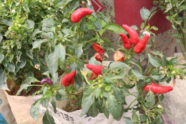 Çiftlikteki ağaçta biber hasat için nakit mahsuldür.