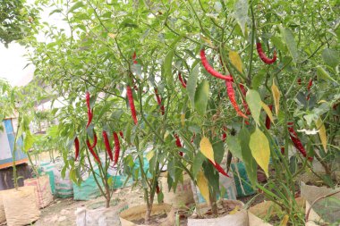 Çiftlikteki ağaçta biber hasat için nakit mahsuldür.