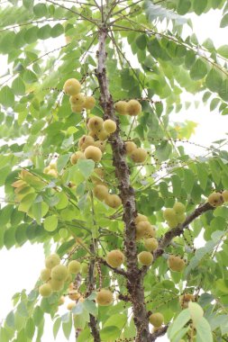 Çiftlikteki ağaçtaki Phyllanthus acidus nakit mahsulleri satar. biraz acı, aromatik, keskin, ekşi iştahı açar. Bronşitin tedavisi, sertlik, idrar yoğunluğu, yığınlar