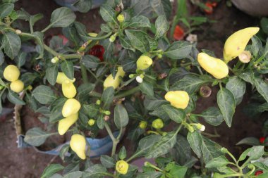 Çiftlikteki ağaçta biber hasat için nakit mahsuldür.