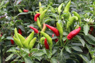 Çiftlikteki ağaçta biber hasat için nakit mahsuldür.