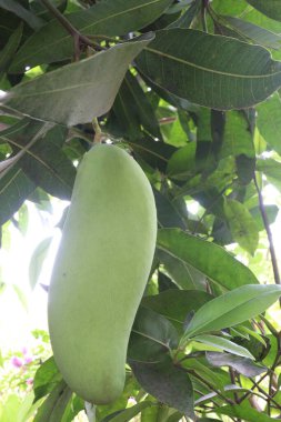 Çiftlikteki ağaçta satılan Chiang Mai mangosu nakit mahsuldür. Magnezyum, potasyum, her ikisi de düşük kan basıncına bağlı. Düzenli bir nabız. Kalbindeki iltihabı azaltmak için mangimin verin.