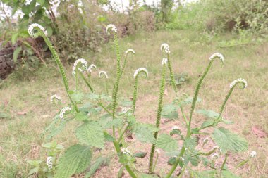 Heliotropium indicum, genellikle ormandaki Hint heliotroposu olarak bilinen beyaz çiçeğe sahiptir. Antibakteriyel, antienflamatuar ve ağrı kesici özellikleri olduğuna inanılır.