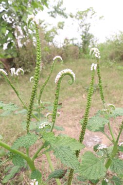 Heliotropium indicum, genellikle ormandaki Hint heliotroposu olarak bilinen beyaz çiçeğe sahiptir. Antibakteriyel, antienflamatuar ve ağrı kesici özellikleri olduğuna inanılır.
