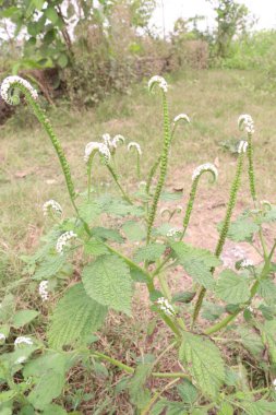 Heliotropium indicum, genellikle ormandaki Hint heliotroposu olarak bilinen beyaz çiçeğe sahiptir. Antibakteriyel, antienflamatuar ve ağrı kesici özellikleri olduğuna inanılır.