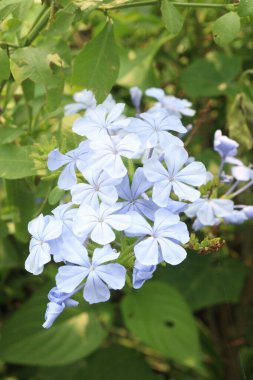plumbago auriculata flower plant on nursery for sell are cash crops. treat wounds, broken bones, warts, black water fever. have exhibits antimicrobial, antiviral, antidiabetic, anticancer, antioxidant