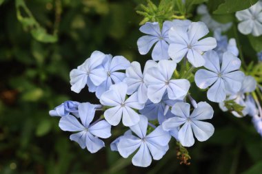 plumbago auriculata flower plant on nursery for sell are cash crops. treat wounds, broken bones, warts, black water fever. have exhibits antimicrobial, antiviral, antidiabetic, anticancer, antioxidant