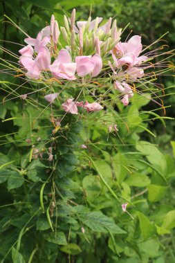 Cleome Houtteana, fidanlıkta satılan örümcek çiçeği olarak da bilinir, nakit ürünleri, tozlaştırıcıları cezbeder, bahçelere canlı renkler, kuraklığa dayanıklı. Kır evi için iyi bir seçim.
