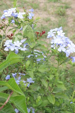 plumbago auriculata flower plant on nursery for sell are cash crops. treat wounds, broken bones, warts, black water fever. have exhibits antimicrobial, antiviral, antidiabetic, anticancer, antioxidant