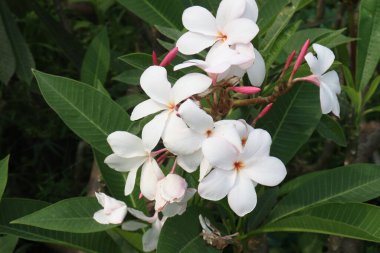 Çiftlikteki Frangipani çiçeği hasat için nakit mahsulüdür.