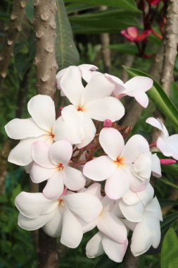 Çiftlikteki Frangipani çiçeği hasat için nakit mahsulüdür.