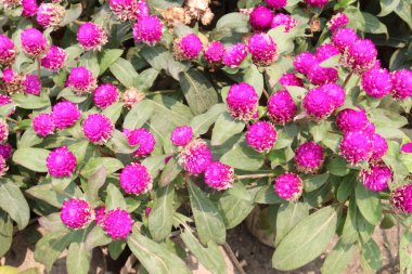 Dünya genelinde çiçek bitkisi satışta. Nakit ürünler.