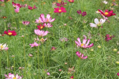 pink colored garden cosmos flower on farm for harvest
