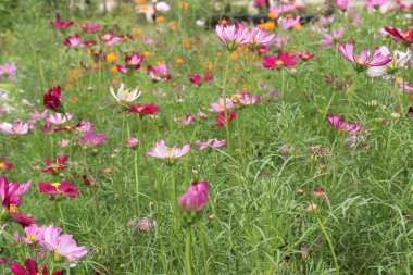 pink colored garden cosmos flower on farm for harvest