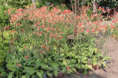 Çiftlikteki Öksürük bitkisi hasat için nakit mahsuldür.